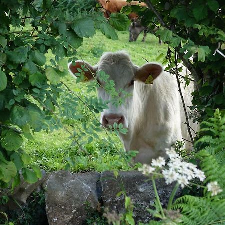 Portarra Lodge Guesthouse Moycullen Luaran gambar
